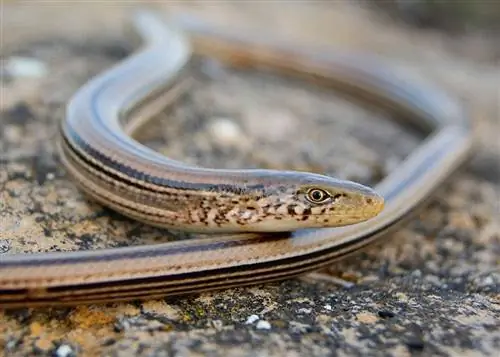 13 lagartijas encontradas en Kansas (con imágenes)