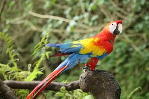 Berapa Kos Macaw? Panduan Harga 2023