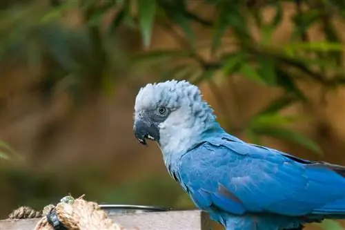 Spix's Macaw: жок болуп кетүүдөн кайтып (сүрөттөр, сапаттар, тарых)