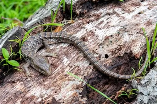 4 lagartijas encontradas en Oregón (con fotos)