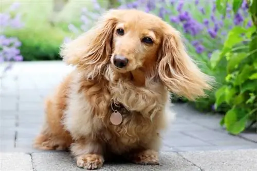 English Cream Dachshund: Facts, Origin & History (with Pictures)