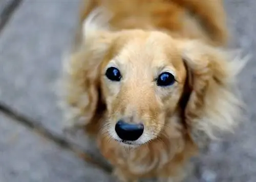 Uzun sochli dachshund kremi: Faktlar, kelib chiqishi & Tarix (rasmlar bilan)