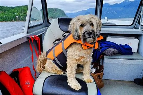 7 Suggerimenti per la sicurezza per andare in barca con il tuo cane: guida approvata dal veterinario