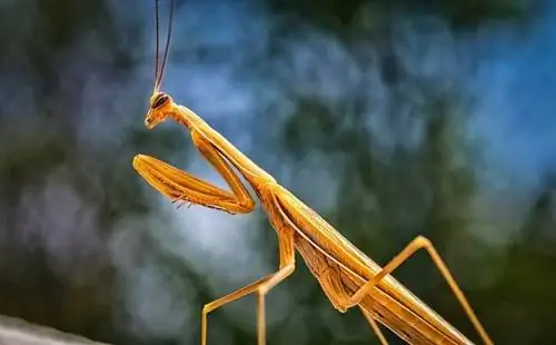 10 insetti interessanti che fanno grandi animali domestici (con immagini)