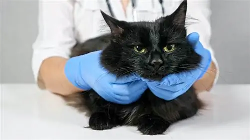 Apa itu Peradangan Kelenjar Getah Bening (Limfadenopati) pada Kucing? Penjelasan dokter hewan