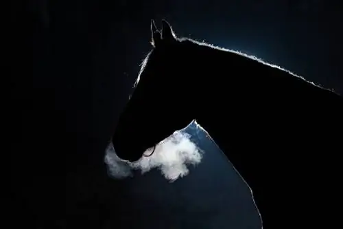 האם סוסים יכולים לראות בחושך? עובדות & שאלות נפוצות