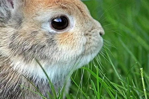 खरगोश की आंखों के रंग के 7 प्रकार और उनकी दुर्लभता (चित्रों के साथ)