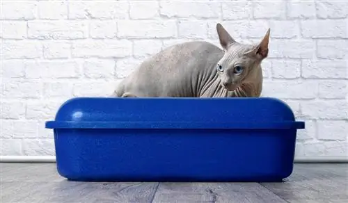 10 tipos de cajas de arena para gatos & sus diferencias