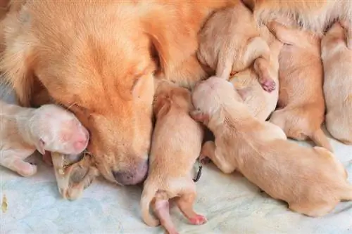 Hoe lang moet een puppy door zijn moeder worden verzorgd?
