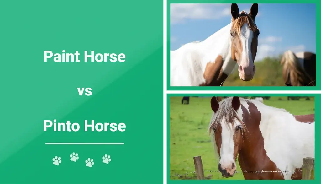 סוס צבע לעומת סוס פינטו: מה ההבדל? (עם תמונות)