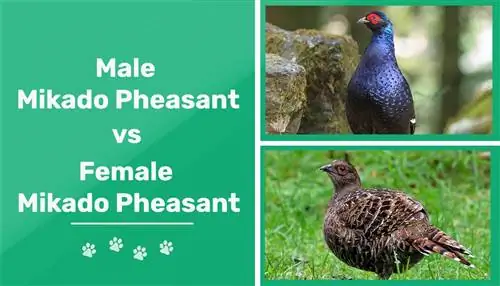 Mashkull vs fazan femër: Cili është ndryshimi (me foto)