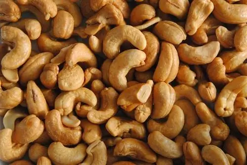 Kan hamstrar äta cashewnötter? Vad du behöver veta