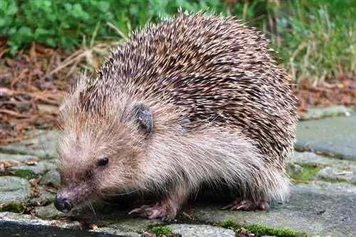 Puas yog Hedgehogs muaj Whiskers? Siv, Senses & FAQs