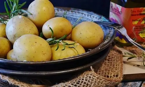 Hamsters podem comer batatas? O que você precisa saber