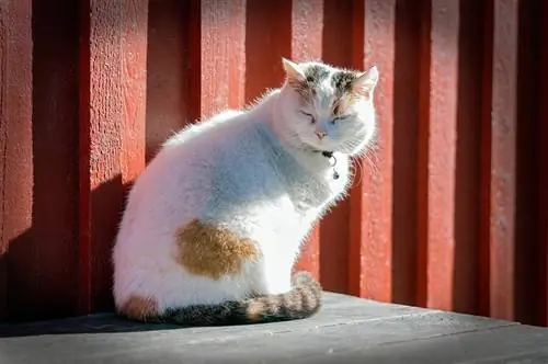 Bolehkah Kucing Mendapat Selaran Matahari? Fakta Disemak Doktor & Soalan Lazim