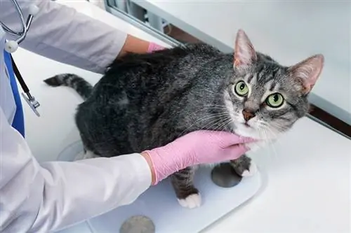 Pots portar un gat perdut al veterinari gratis el 2023?