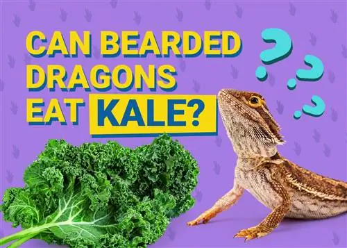Tau Bearded Dragons Eat Kale? Cov txiaj ntsig kev noj qab haus huv muaj peev xwm