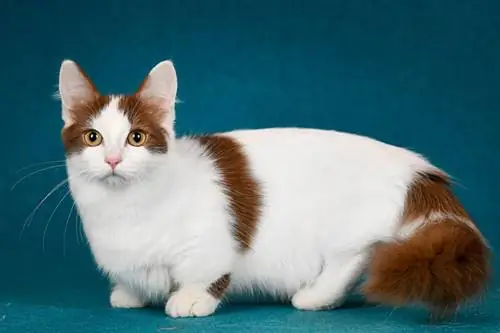 Munchkin Cat: Rasinfo, afbeeldingen, temperament & Traits