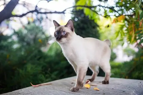 חתול מקונג Bobtail: מידע על גזע, תמונות, טמפרמנט & תכונות