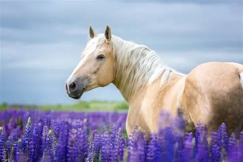 Palomino Horse: Info, Obrázky, Temperament & Vlastnosti
