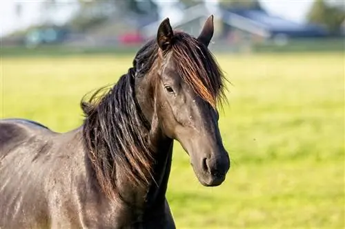Frizijski konj: činjenice, životni vijek, ponašanje & Vodič za njegu (sa slikama)