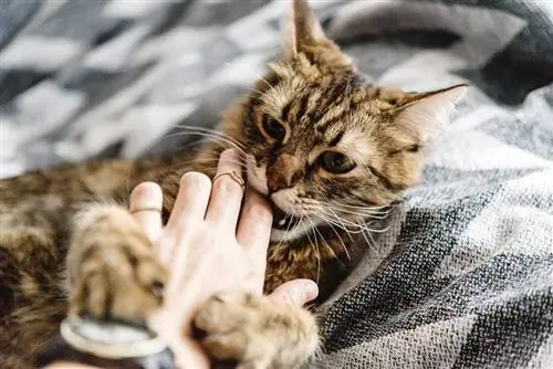 Waarom kauwt mijn kat op mijn vingers? 8 redenen & Veelgestelde vragen