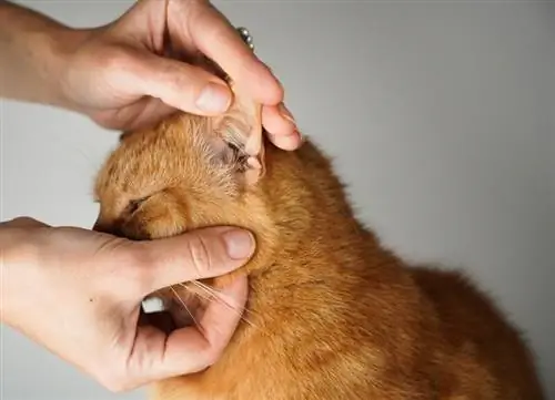 หูติดเชื้อในแมว: สัญญาณ, สาเหตุ & ตัวเลือกการรักษา (คำตอบจากสัตวแพทย์)