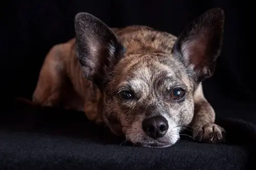 Italiaanse Greyhuahua gemengd hondenras: info, foto's, verzorging & Meer