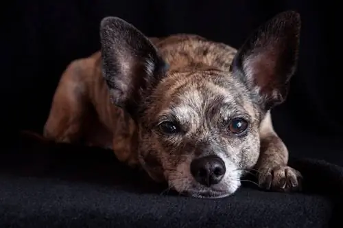 Italian Greyhuahua Mixed Dog Breed: Impormasyon, Mga Larawan, Pangangalaga & Higit pa