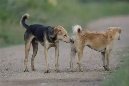 7 sinais de que um cão está pronto para acasalar: quando cruzar seu cão