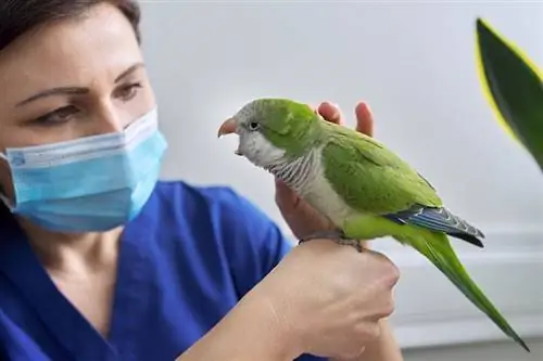 Aspergillose chez les oiseaux de compagnie: signes, traitement & Causes (réponse vétérinaire)