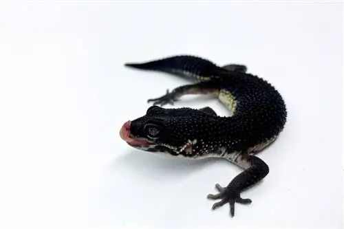 Black Night Leopard Gecko: Info & Sorggids vir beginners (met prente)