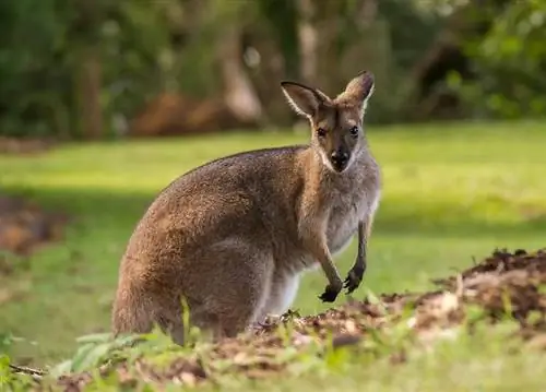 Из кенгуру получаются отличные домашние животные? Законность, этика & Часто задаваемые вопросы