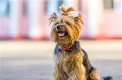 Oltre 150 nomi Yorkie: popolari & Nomi carini per il tuo Yorkshire Terrier