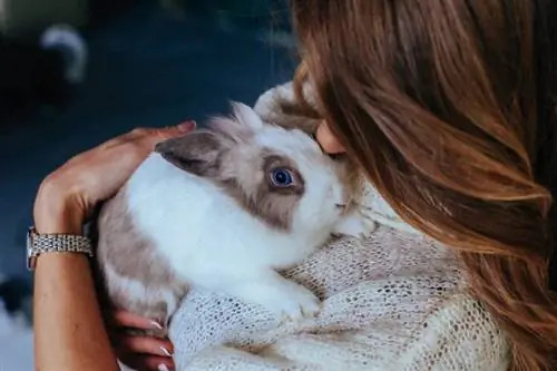 Hur man plockar upp en kanin på rätt sätt: 11 experttips & FAQ