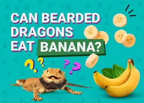 Tau Bearded Dragons Eat Bananas? Cov txiaj ntsig kev noj qab haus huv muaj peev xwm