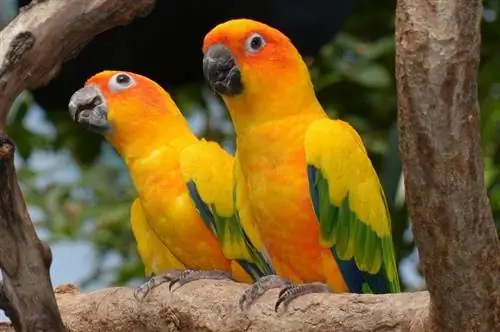 Hur mycket kostar en Sun Conure? (2023 prisguide)