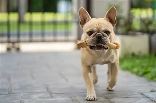 Milyen erős a harapása egy francia bulldognak? Tények & GYIK