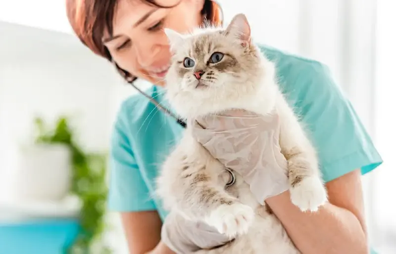 Může kočka dostat Parvo od psa? Fakta schválená veterinářem & FAQ