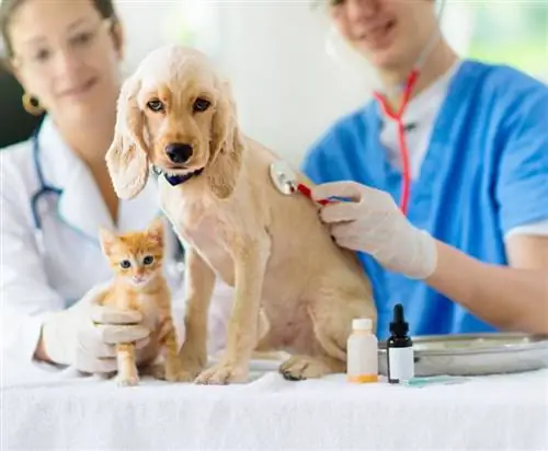 Kan katter gi hunder Parvo? Veterinærgodkjente fakta & FAQ