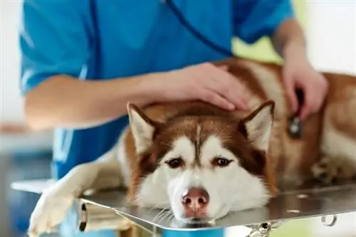 Kan en hund återhämta sig från Parvo? Veterinärgodkända skyltar, behandling & Förebyggande