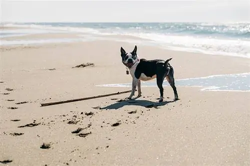 Hoeveel oefening het my Franse bulhond nodig? Feite & Gesondheidswenke