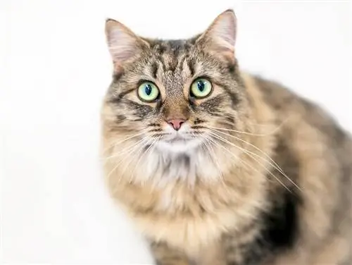 Rasa domestică de pisici cu păr mediu: informații, imagini, temperament & Trăsături