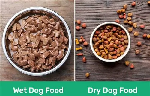 Mokra naspram suhe hrane za pse: prednosti, mane & Što odabrati