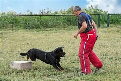 Paano Sanayin ang isang Rottweiler na Maging Guard Dog (Step-by-Step na Gabay)
