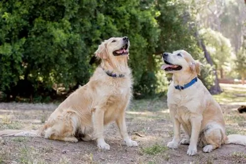 Langhaariger Labrador: Bilder, Fakten, Herkunft & Geschichte