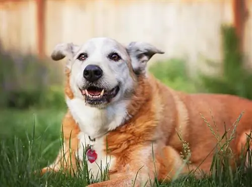 13 bästa hundfoder för seniorer för artrit 2023 – Recensioner & Toppval