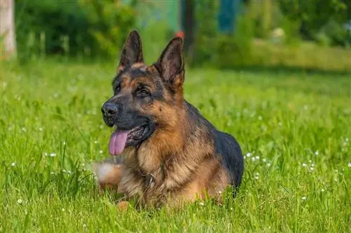 14 อาหารสุนัขที่ดีที่สุดสำหรับ EPI German Shepherds ในปี 2023: บทวิจารณ์ & รายการยอดนิยม