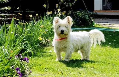 7 Pinakamahusay na Pagkain ng Aso para sa West Highland White Terrier noong 2023 – Mga Review & Mga Nangungunang Pinili
