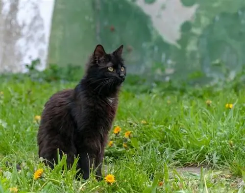Informacione për racën e maceve me çokollatë York: Fotografitë, temperamenti & Tipare
